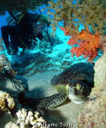 under a coral table... by Alberto Tozzi 